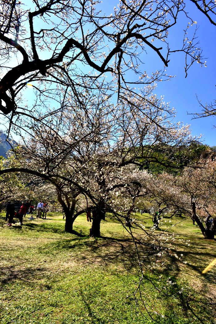 永隆渡假農場 桃花盛開實景