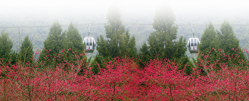 櫻花組圖