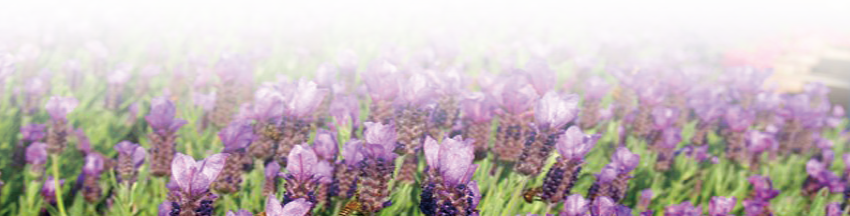 薰衣草組圖
