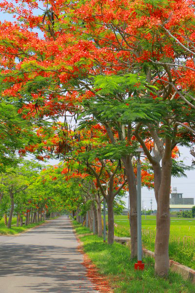 凤凰木因鲜红或橙色的花朵配合鲜绿色的羽状复叶,被誉为世上最色彩